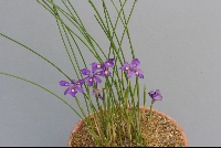 Moraea natalensis